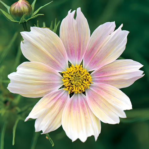 Apricot Lemonade' Cosmos Seeds