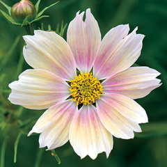 Apricot Lemonade' Cosmos Seeds