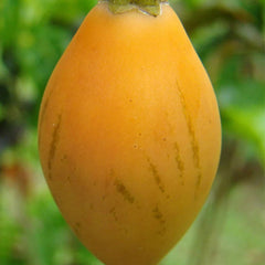 Solanum betaceum Yellow Fruit Tamarillo Tree Tomato