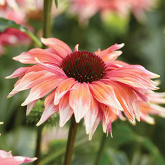 Echinacea, Playful Meadow Mama