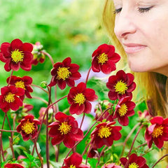 Mexican Star Dahlia