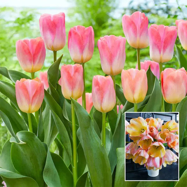 Bonsai Rare Color Tulip Seeds