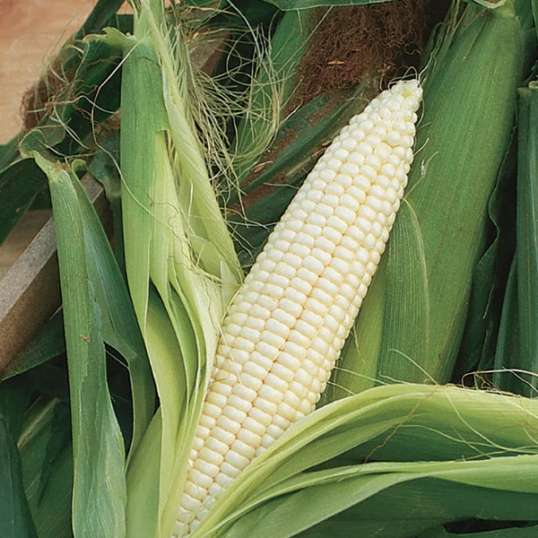Corn, Silver Queen Hybrid