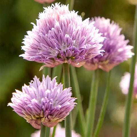 Chives, Dolores