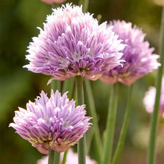 Chives, Dolores