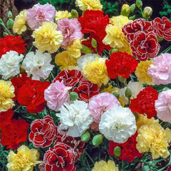 Double Flowered Mixed Carnation Seeds