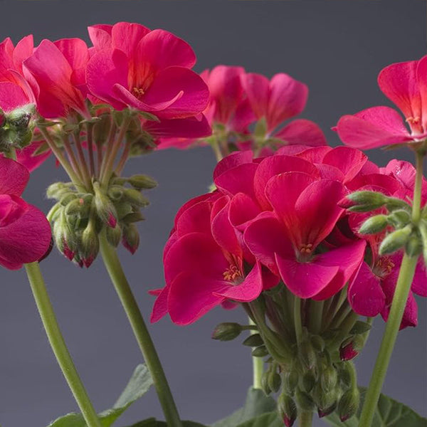 Annual Violet Geranium Flower Seed for Planting