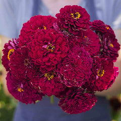Giant Wine Zinnia Seeds