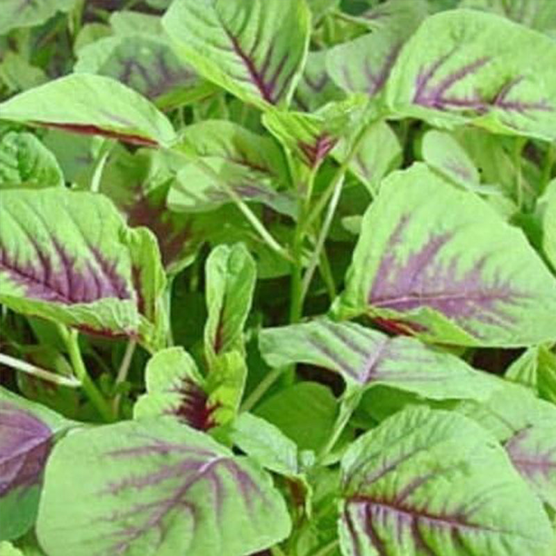 Red Amaranth Seeds, Spinach Seeds Amaranth, Yin Cho or Callaloo