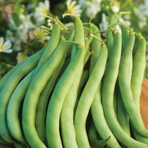Bean, Bush, Stringless Green Pod