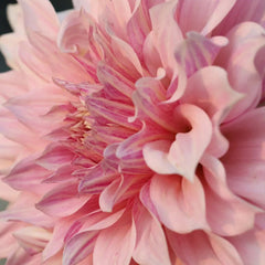 Premium Pinkish White Dahlia Seeds