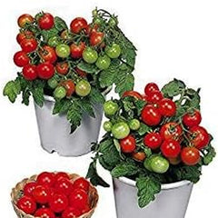 Dwarf Red Robin Tomato Seeds, Sweet, Low Acid, Determinate, Open-Pollinated, Delicious