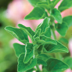Oregano, Greek