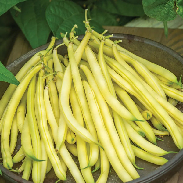 Bean, Bush, Gold Mine