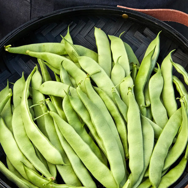 Bean, Early Bush Italian