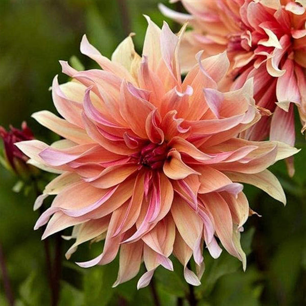 Dahlia Labyrinth Flower Seeds Exotic Mix