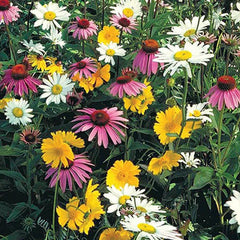 Mixed Colors Pyrethrum Flower Seeds