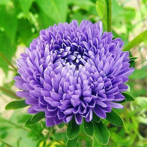 Aster Seeds (Semi-Dwarf) - Jewelaster Rose