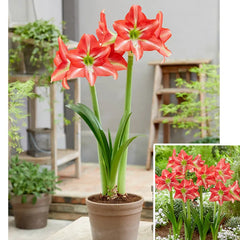Striped Beauty Amaryllis