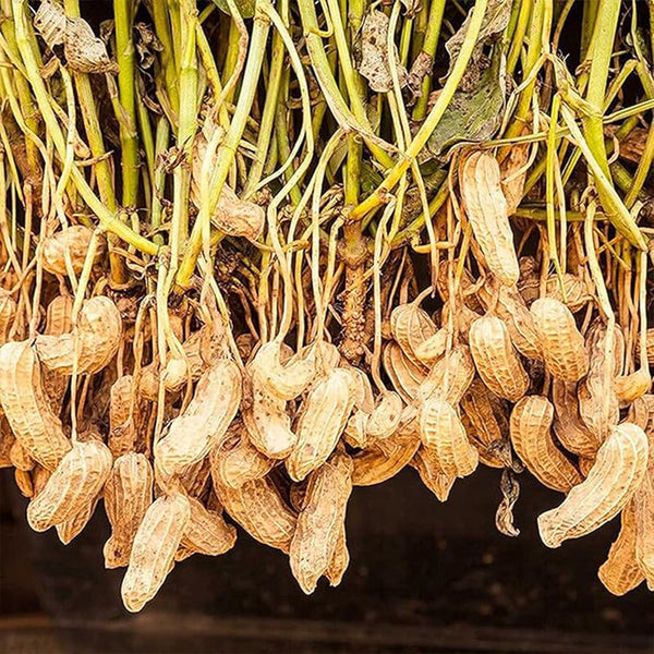 Peanut Seeds Non-GMO