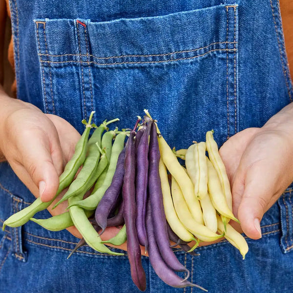 Bean, Three Color Blend