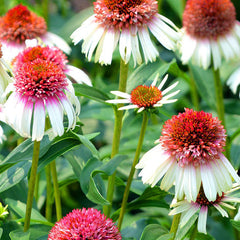 Double Bicolor Coneflower Seeds - Rare Hardy Perennial Pollinator Flower