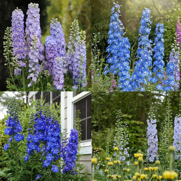 Delphinium