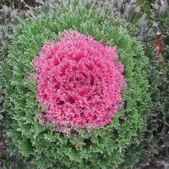 Green-Pink Collard Vegetable Seeds