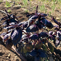 Amethyst Improved Purple Basil