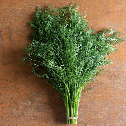 Thalia Dill Seed