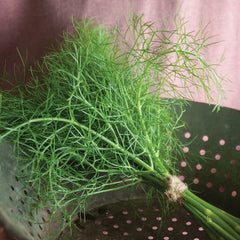 Grosfruchtiger Leaf Fennel Seeds