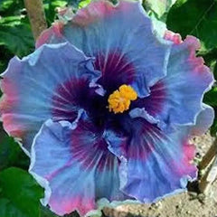 Beautiful Cosmic Dancer Hibiscus