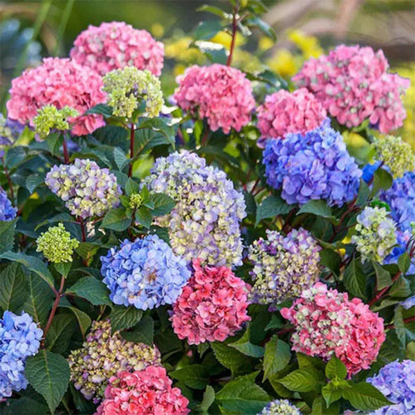 3N1 Hydrangea Seeds