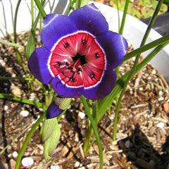 Geissorhiza radians