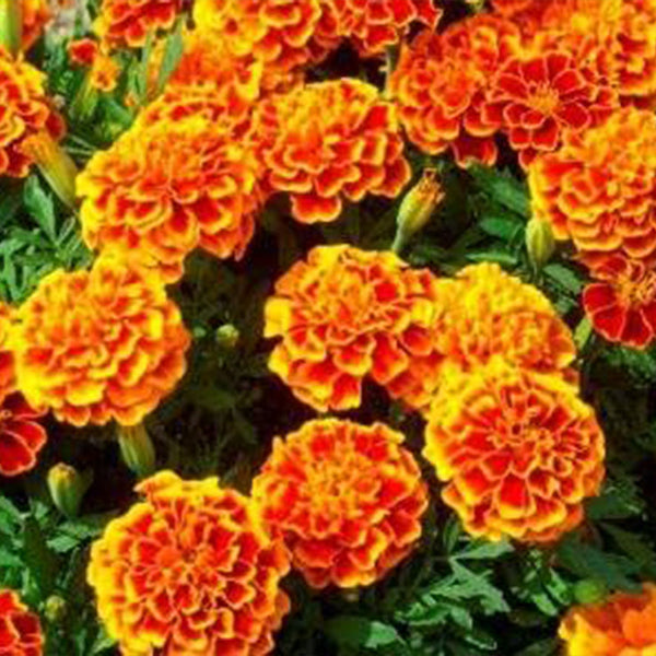 French Marigold Sparky Mix Seeds