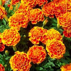 French Marigold Sparky Mix Seeds