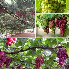 Grape Seeds Vine Fruit Seed Fruit Plant Home Garden Non-GMO