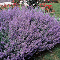 Perennial Nepeta Mussinii Catmint Herb Garden Seeds for Planting