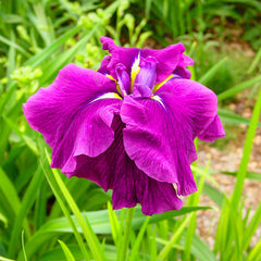 Good Omen Japanese Iris Caiuet Garden Beauty Rebloom Dutch Iris Bulb Multiply Rapidly Beauty Rebloom Iris Bulbs Home Balcony Bonsai Perennial Garden Flower Seeds