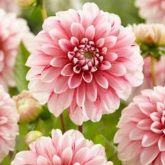 STRAWBERRY CREAM