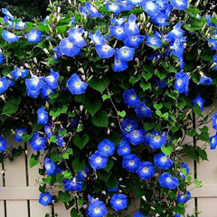 Blue Morning Glory Climbing Vine Beautiful Flowering Vine