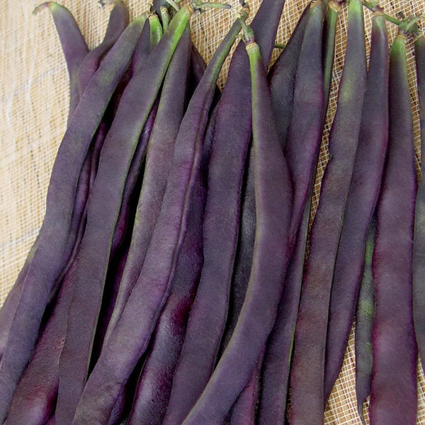 Bean, Pole, Trionfo Violetto