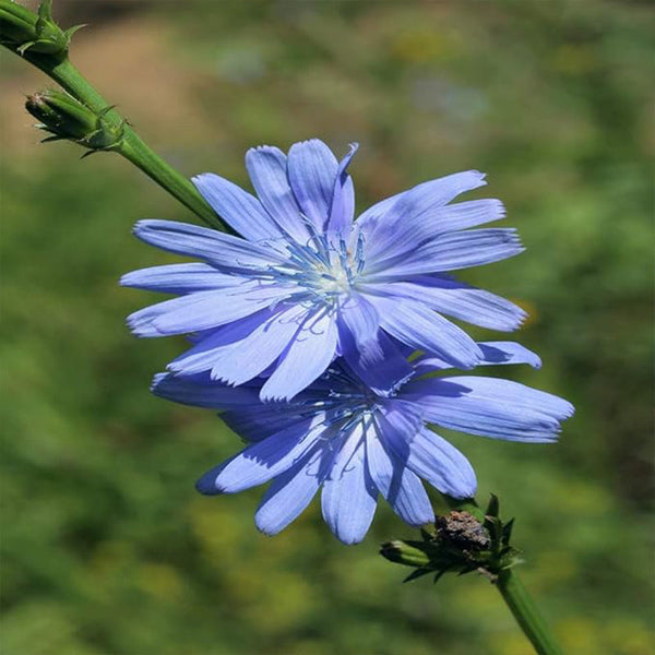 Perennial Chicory Flower Seeds for Planting