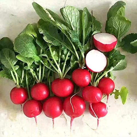 Cherry Belle Radish Seeds Great for Salads Sandwiches and More