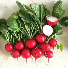 Cherry Belle Radish Seeds Great for Salads Sandwiches and More