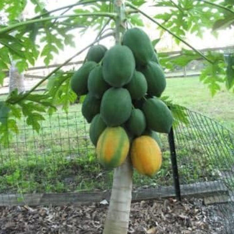 Very Fresh Rare! Dwarf Waimanalo Papaya! Tropical Fruit Tree Seeds Plant