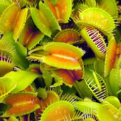 Venus Fly Trap Seeds Venus Flytrap Seeds for Planting Home Garden