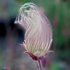 Prairie Smoke Flower Seeds