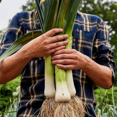 Leek, Lancelot
