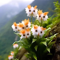 Amazing plants! Cat's eye dazzle